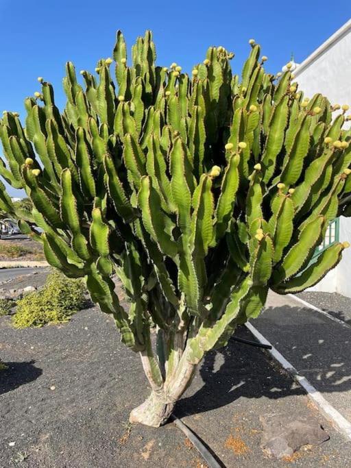 Apartamento Amura En Playa De Las Cucharas Costa Teguise Exterior foto